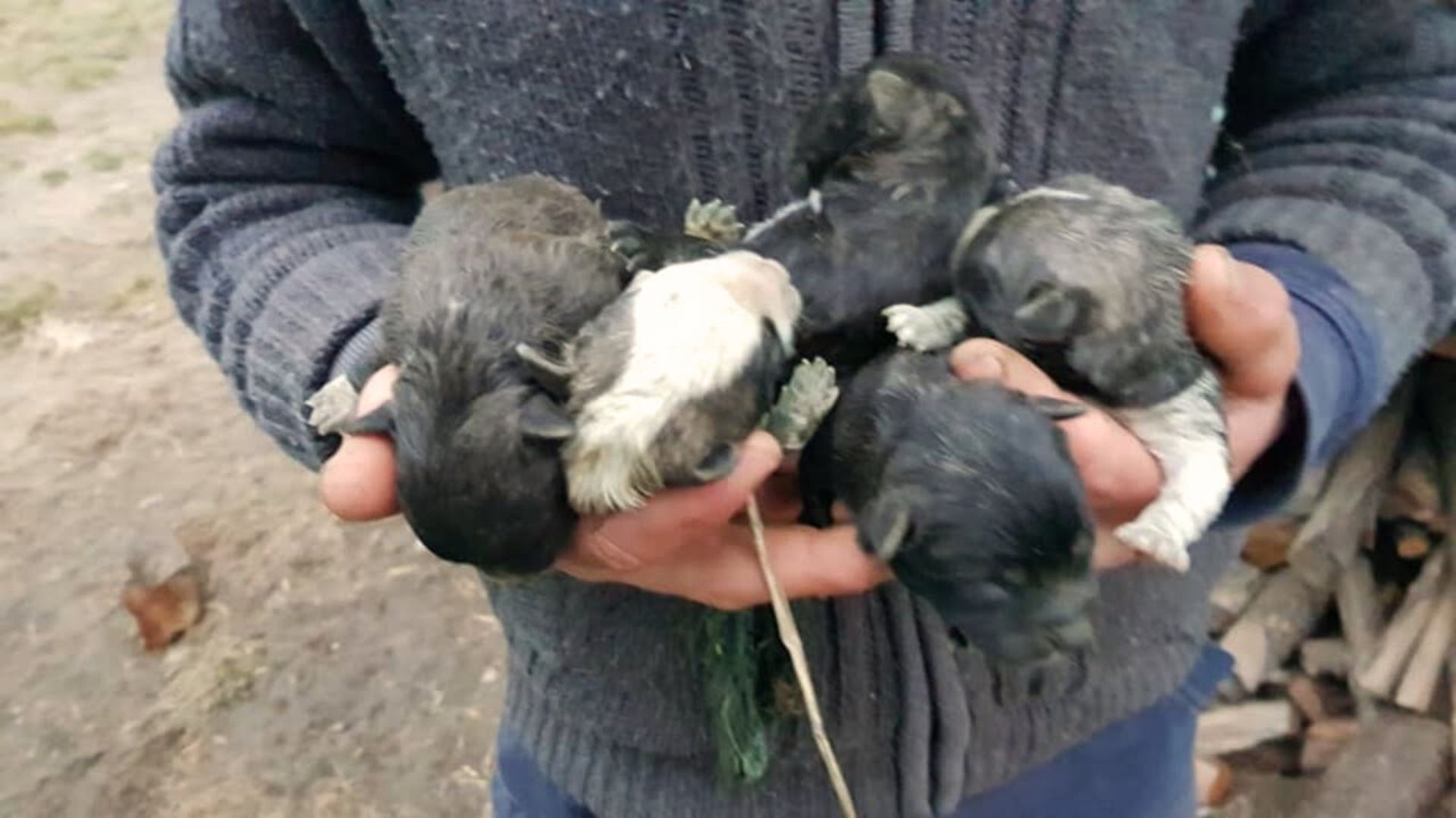 a litter of puppies in the hands of a man