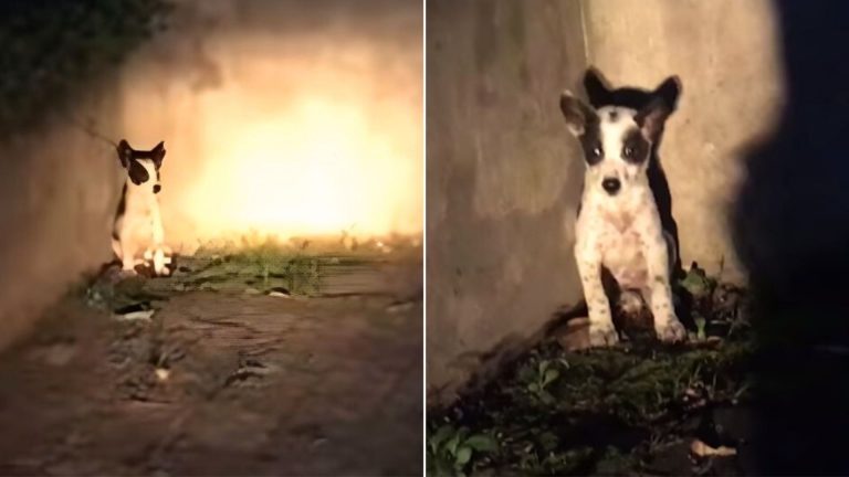 abandoned pup in a dark
