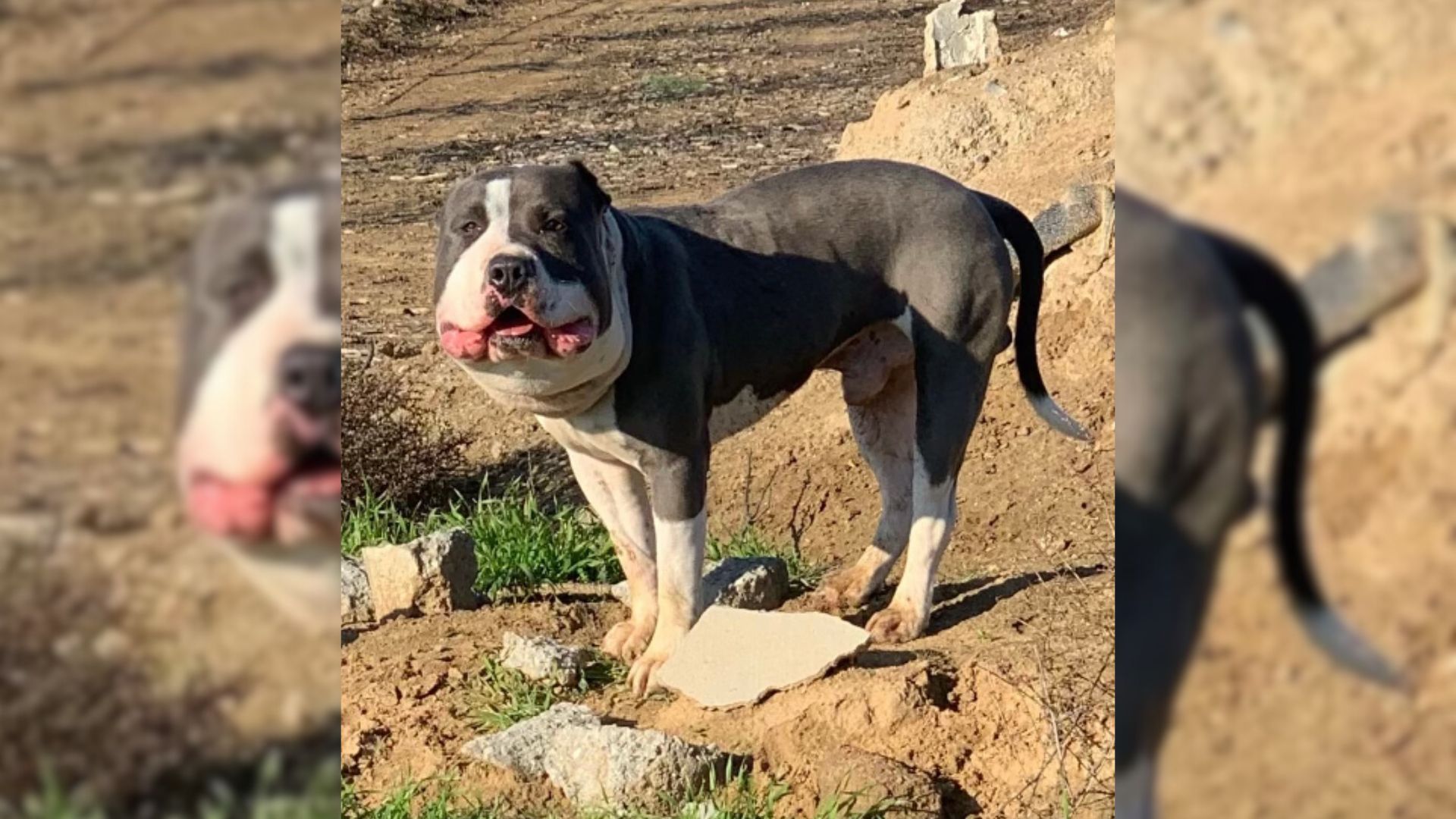 Rescuer Saves A Dog With A Chubby Face Then Realizes What Is Wrong With Him