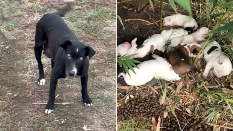 blind dog and puppies