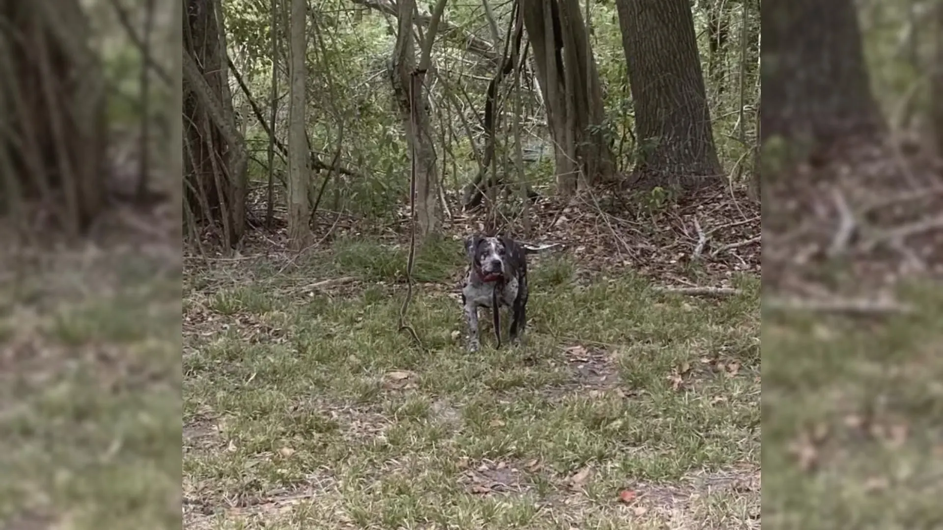 dog in the woods