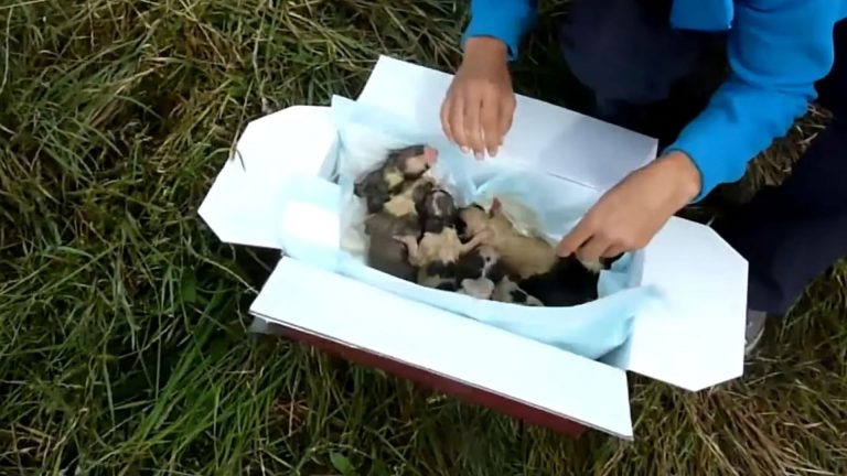 litter of puppies in a cardboard box