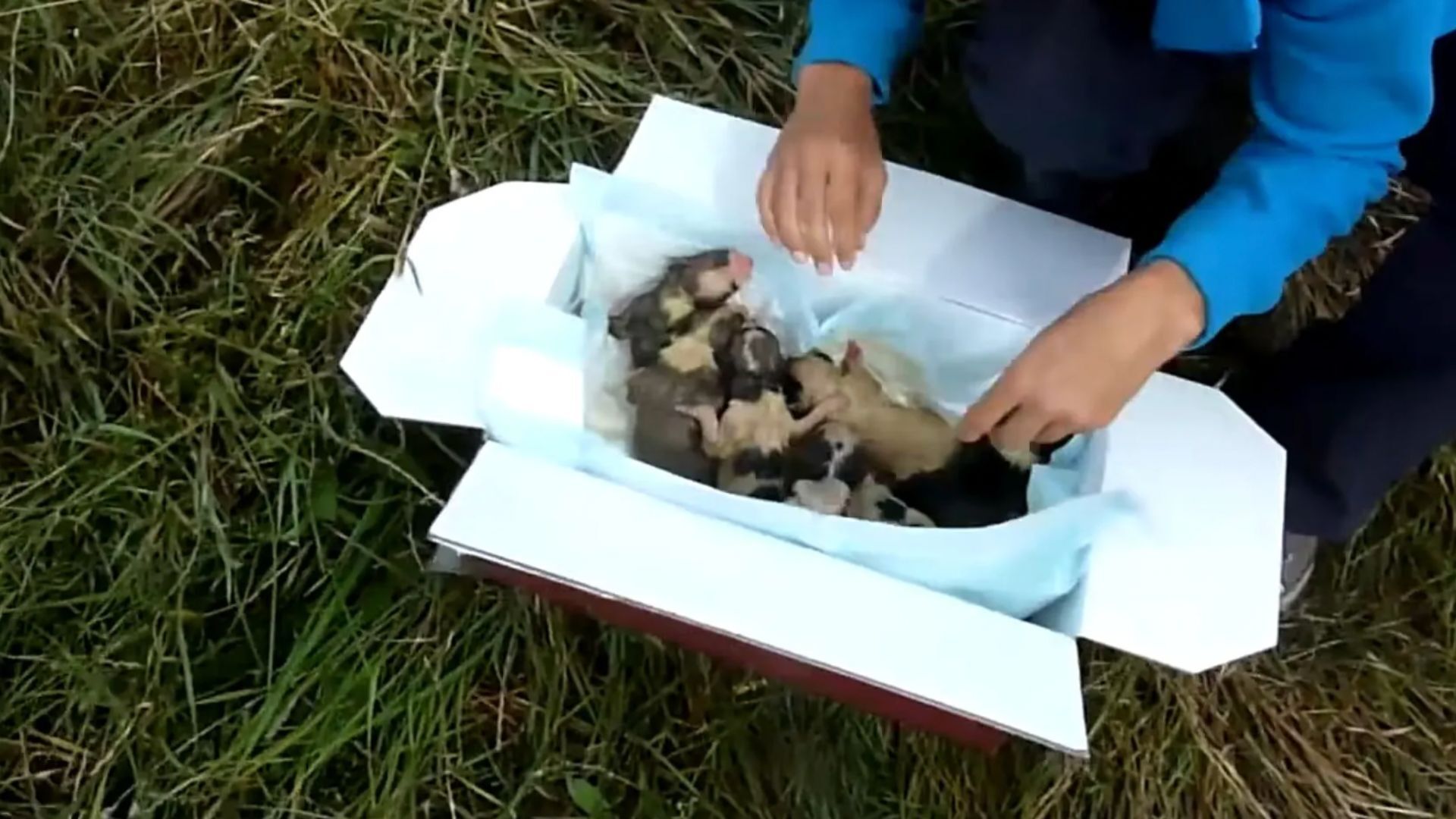 Rescuers Found A Mysterious Box In The Bushes And Were Surprised By What They Found In It