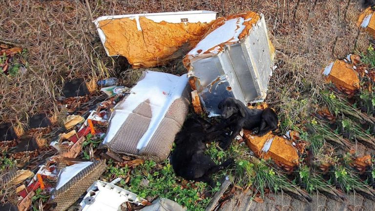 Rescuers Found Two Starving Puppies Living Next To Garbage