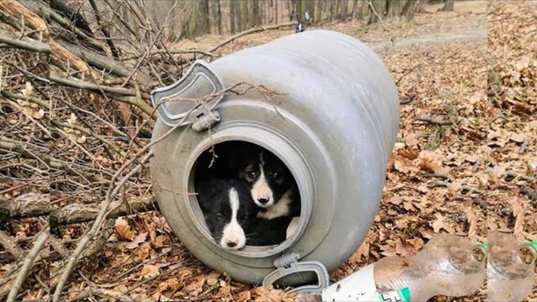 dogs found in barrel