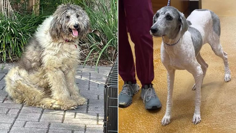 Dog with long fur