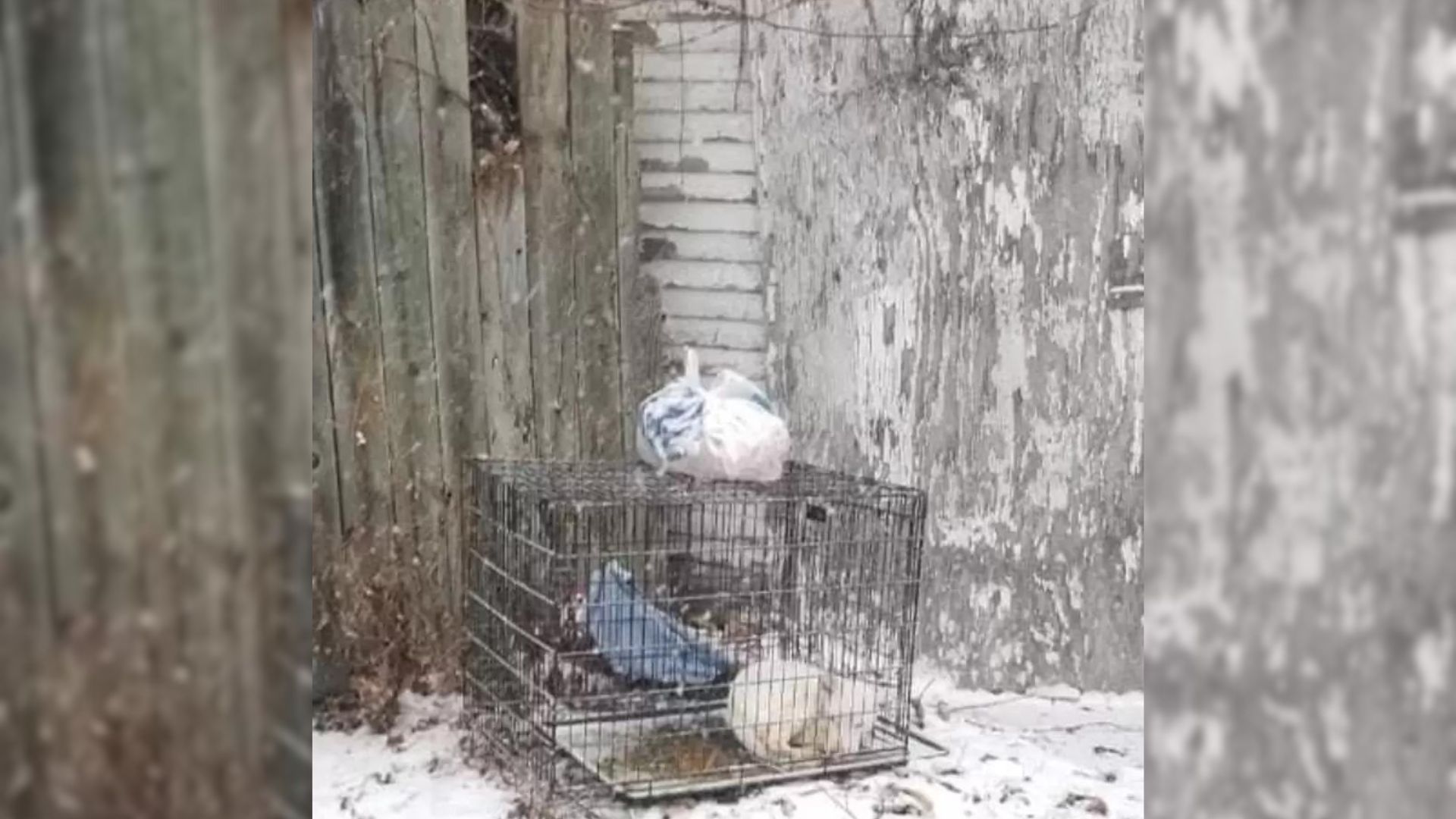 Rescuers Were Surprised By What They Found In A Small Iron Crate