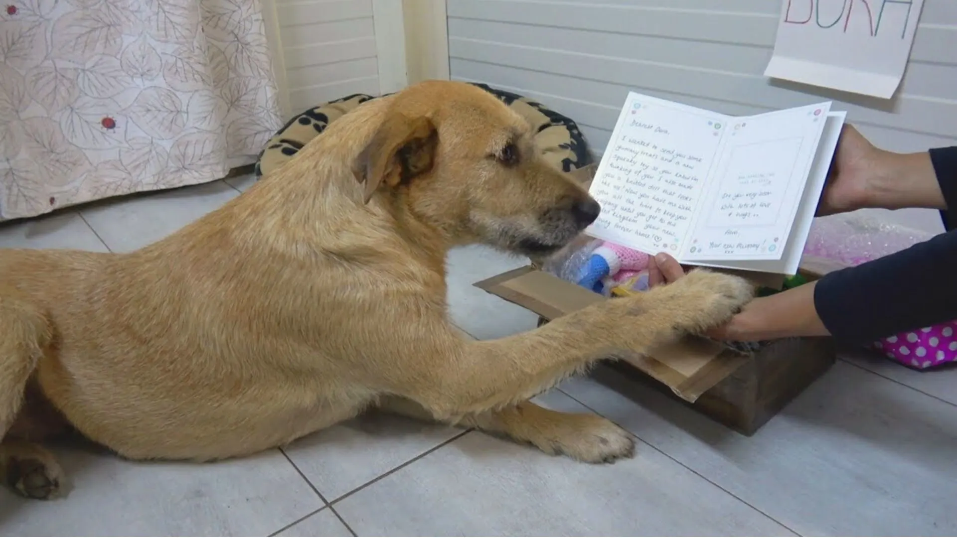 La perra de Sad Shelter estaba encantada con el regalo de su nueva mamá adoptiva