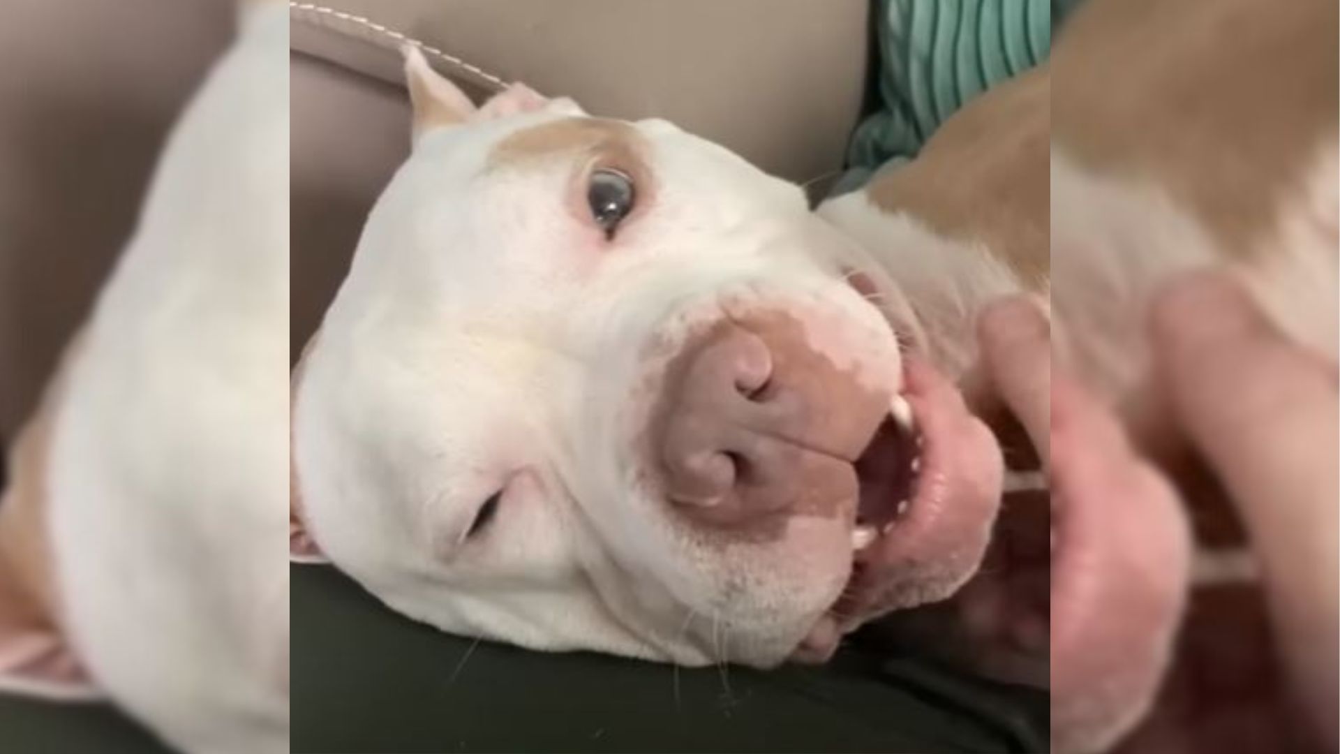 Sad Shelter Dog Who Was Left On The Streets By His Family Meets The Mom Of His Dreams    