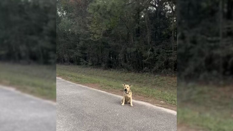 stray dog on the street