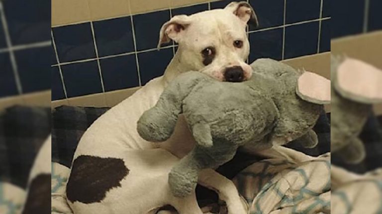 scared dog with toy