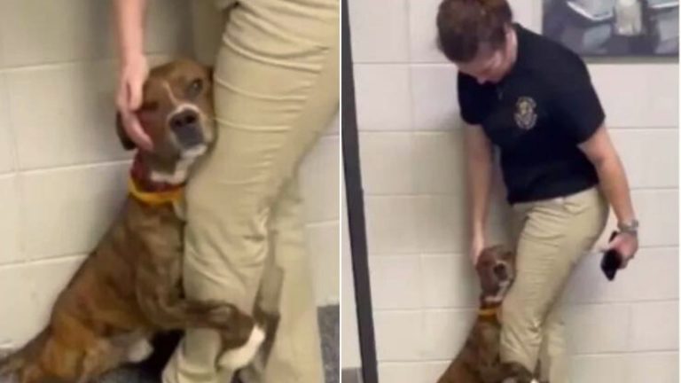 scared dog being saved from shelter