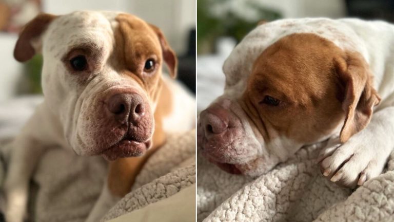 photo of a sad dog