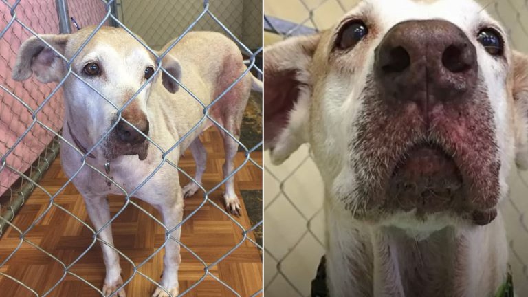 senior dog at the shelter