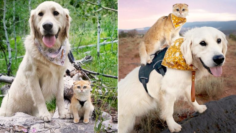 photo of service dog an kittens
