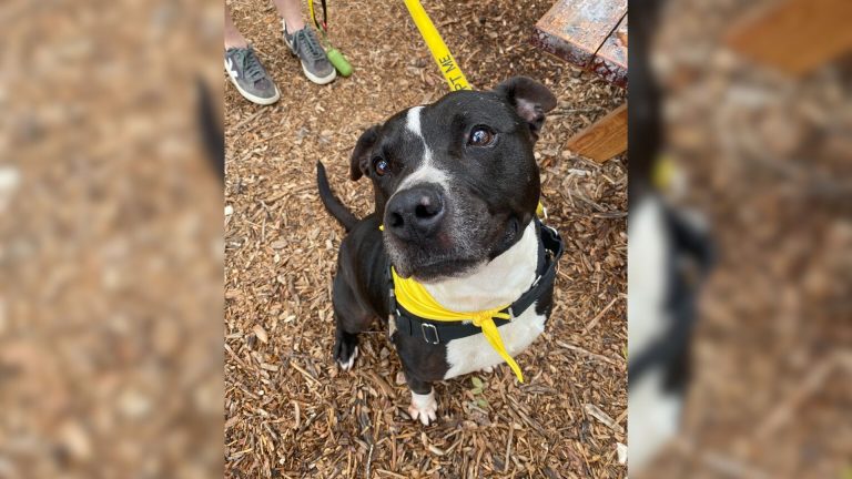 photo of shelter dog