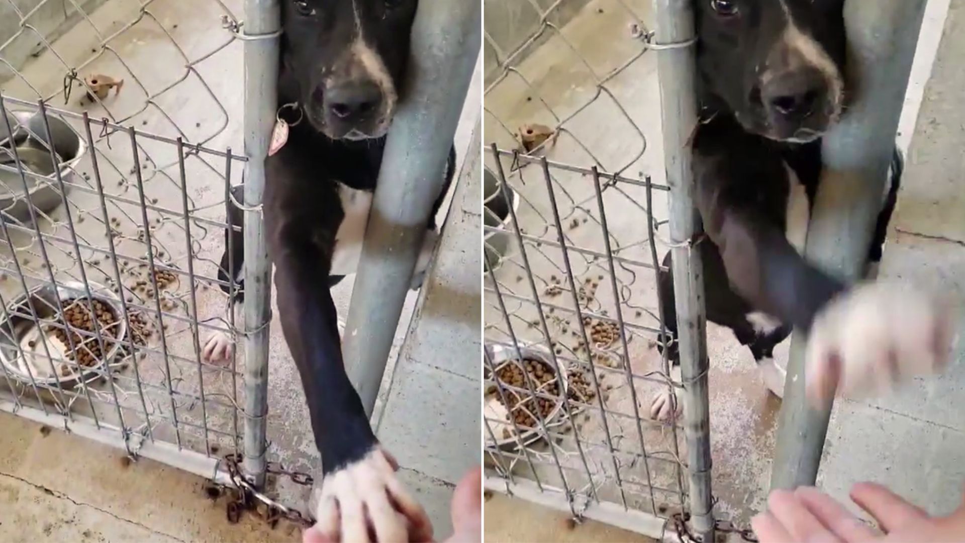 Pup Reaches Out His Paw From Kennel Hoping That Somebody Would Grab It And Take Him Home