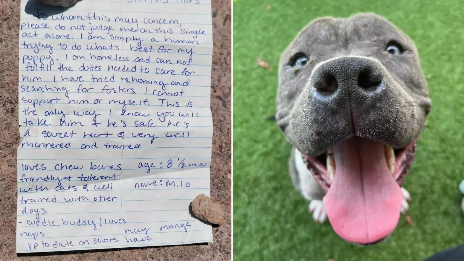 photo of a note and abandoned dog
