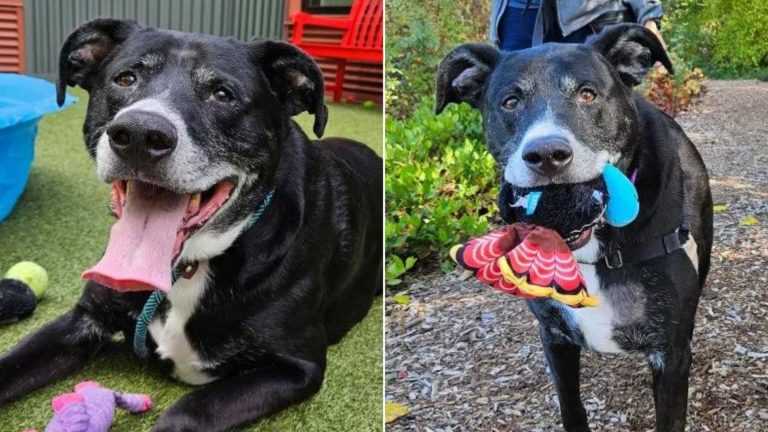 black shelter dog