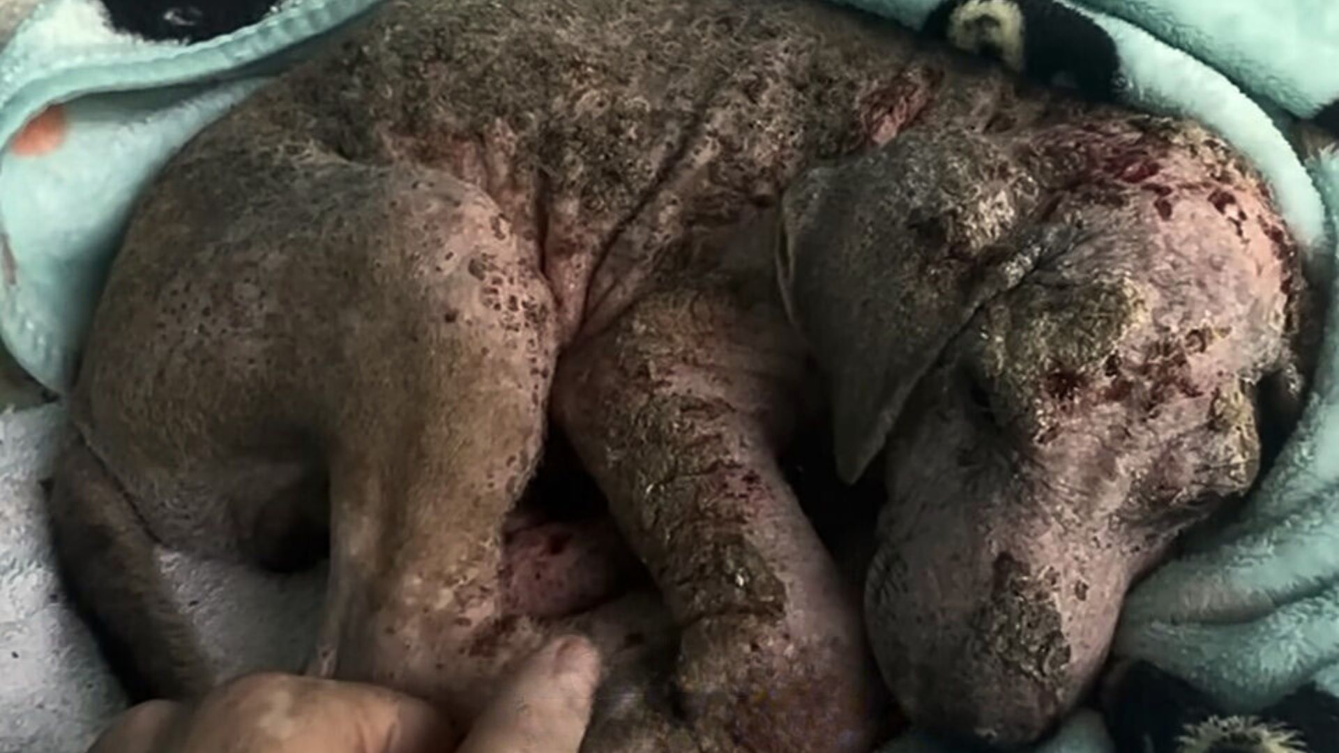 A Man’s Heart Broke When He Took A Closer Look To This Poor Puppy’s Neglected Fur