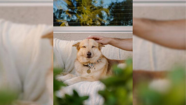 portrait of a cute smart dog