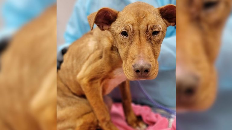 Starving Dog Has The Sweetest Reaction