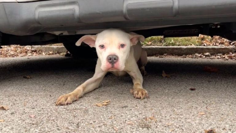 Starving Stray Pup Spent Weeks Living Under A Car