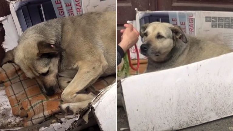 Stray Dog Living On The Streets All Of Her Life