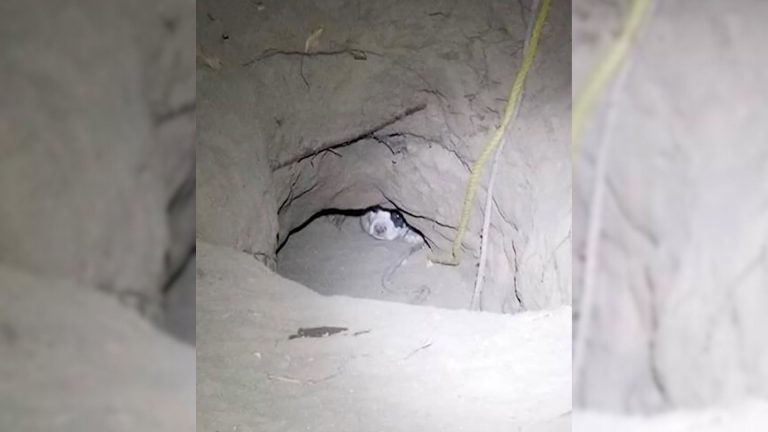 puppies in a hole
