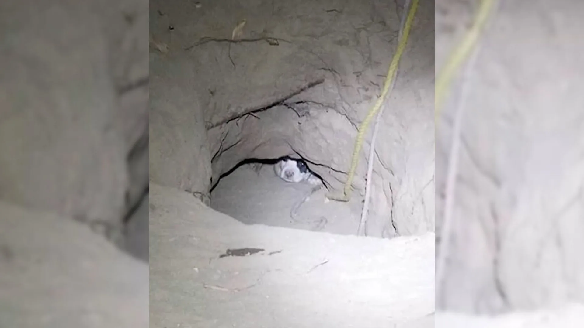 Stray Dog Mom Hides Her Puppies In A Hole To Protect Them