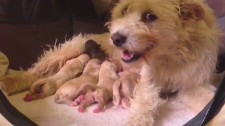 a rescued stray dog gave birth to puppies