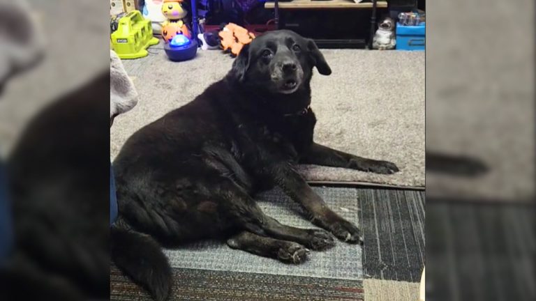 black dog at rescue
