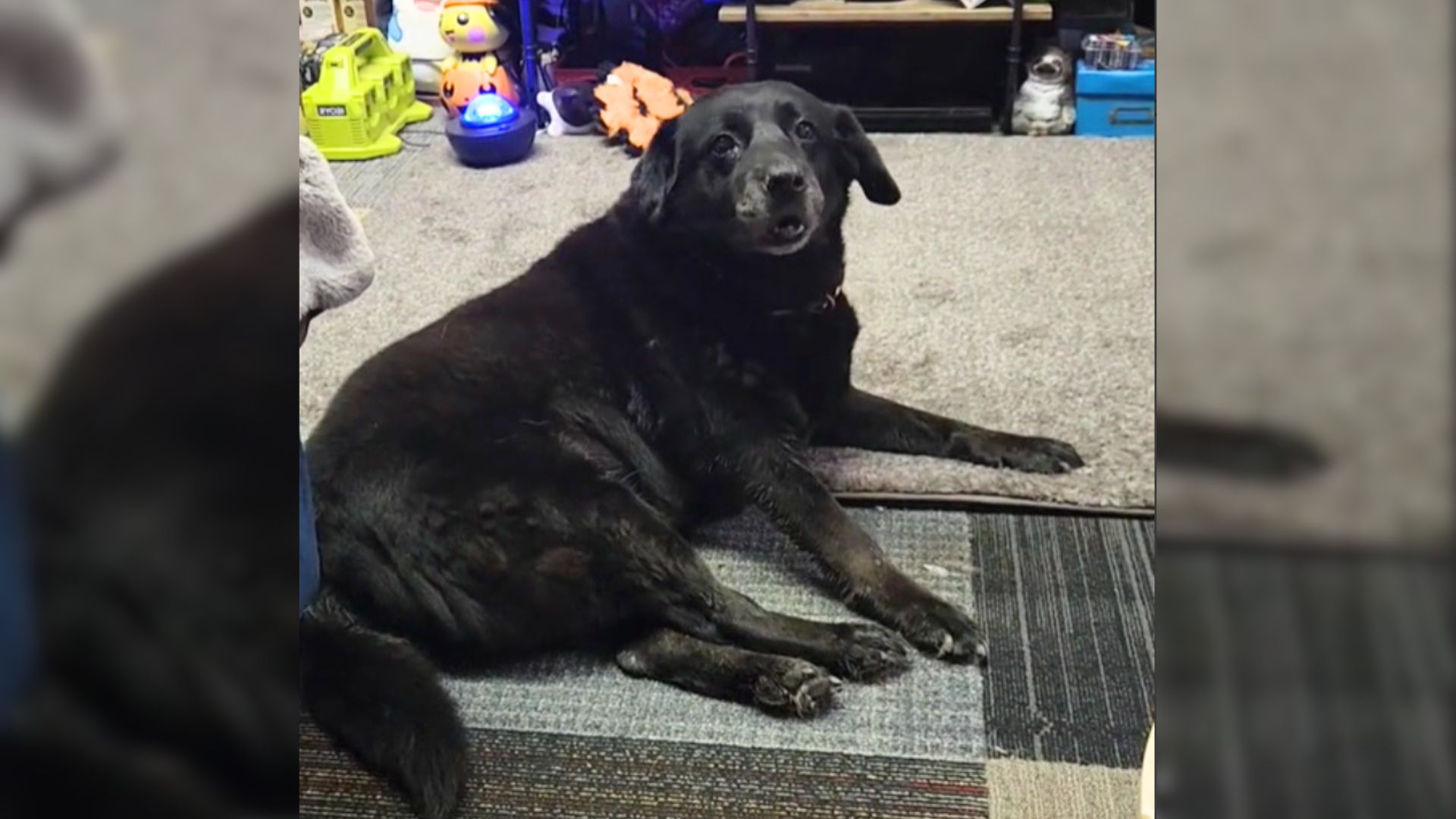 A Kind Soul Rescues A Sweet 15-Year-Old Dog Who Was Left At The Ohio Cat Shelter