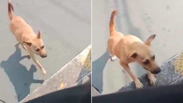 dog in a bus