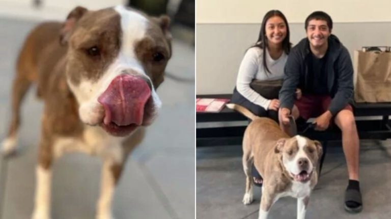 cute dog and couple
