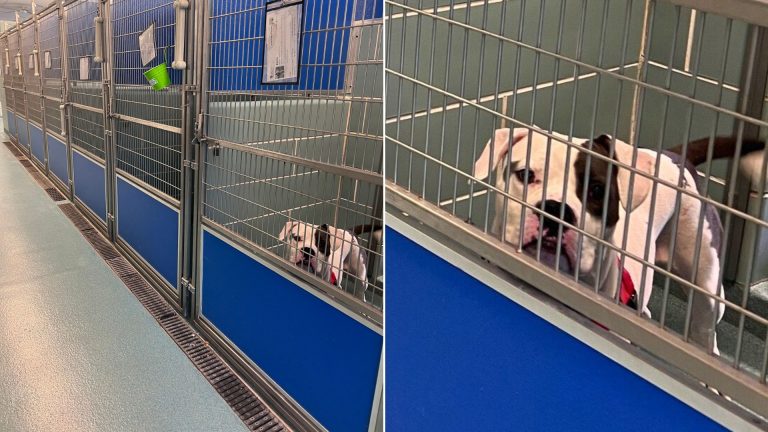 dog in shelter