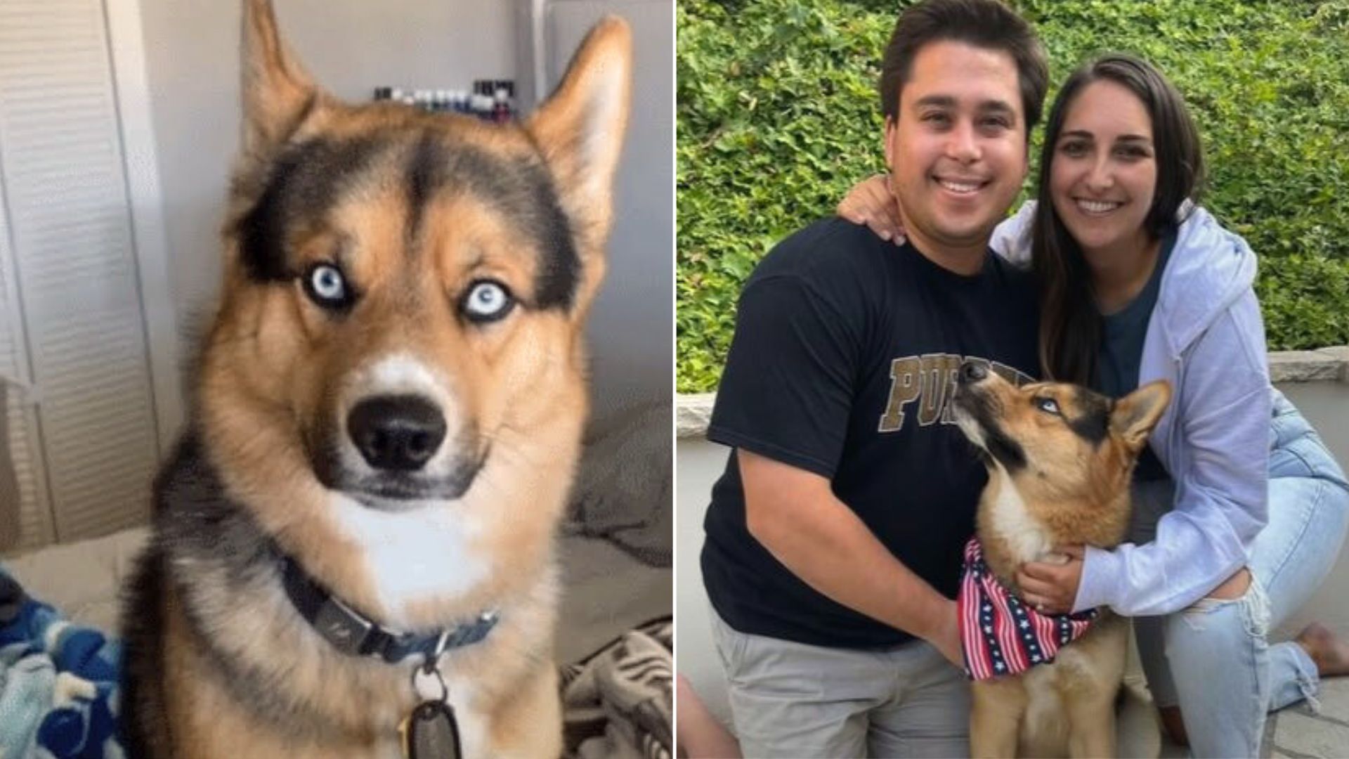 Sweet Puppy Abandoned Outside The Shelter Rejoices When He Finds His Forever Home