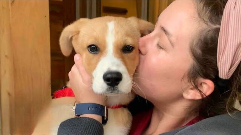 terrified dog finds a home