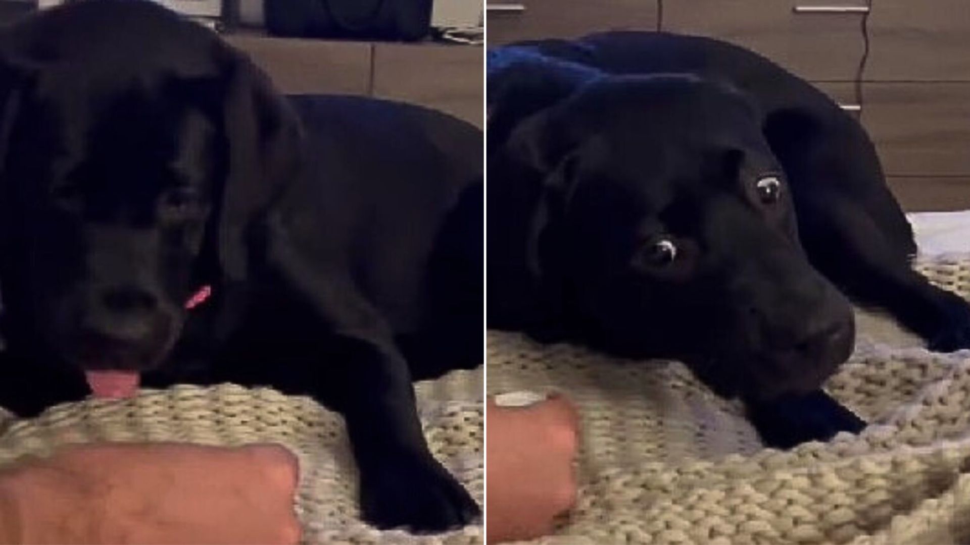 The Black Lab Wasn’t Shy About Showing Her Hilarious Reaction After Tasting Sparkling Water