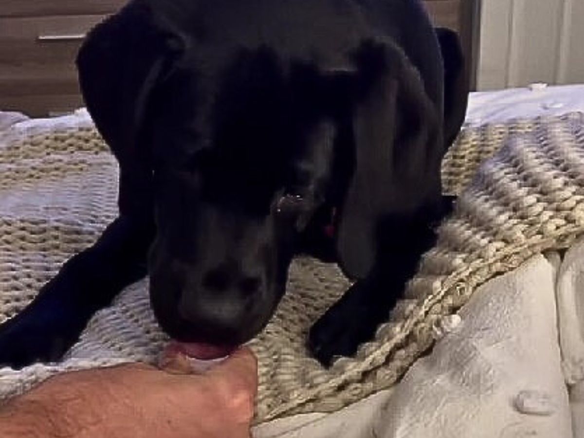 The Black Lab licks something on the bed