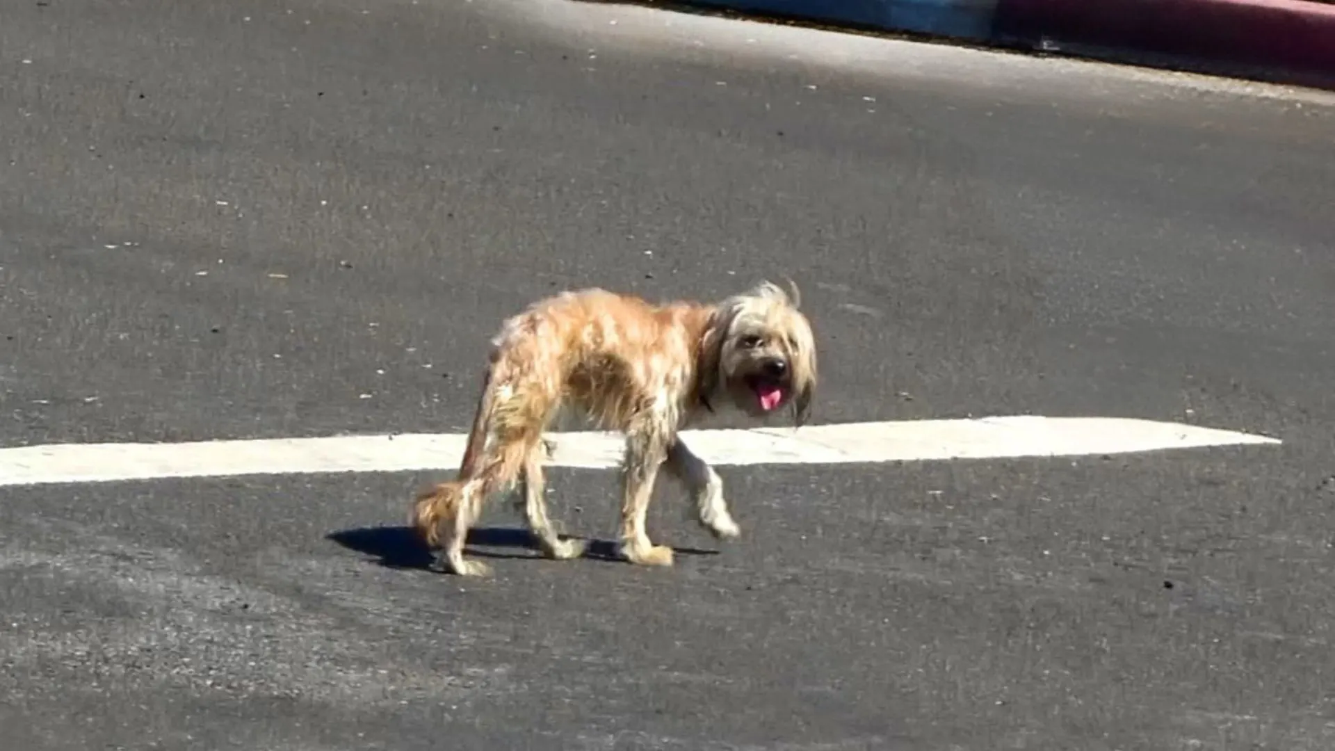 A Frightened Dog Didn’t Like Being Around Humans After Being Hit By A Car