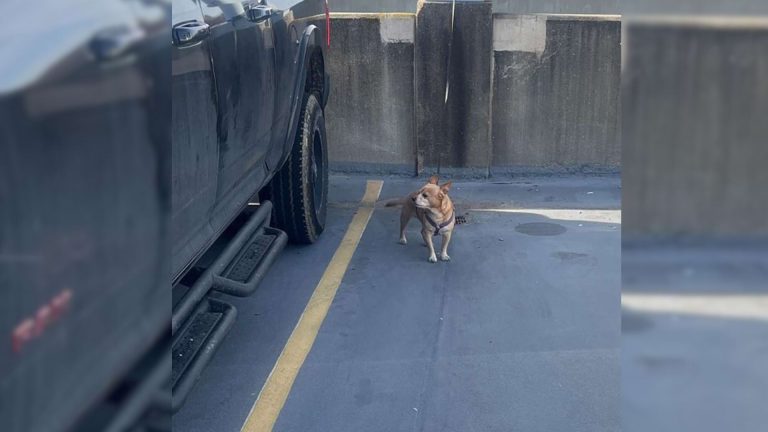 abandoned dog at the airport