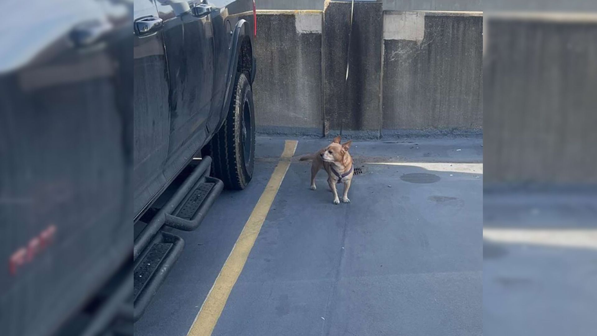 Dog Tied Up In The Airport Parking Lot In Virginia And Left There By His Owner