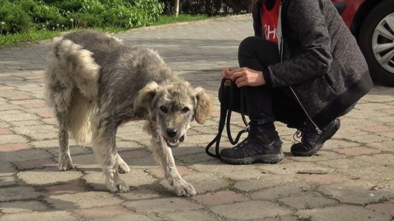 The Starving Frightened Dog