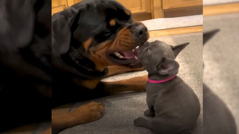 Rottweiler and tiny puppy