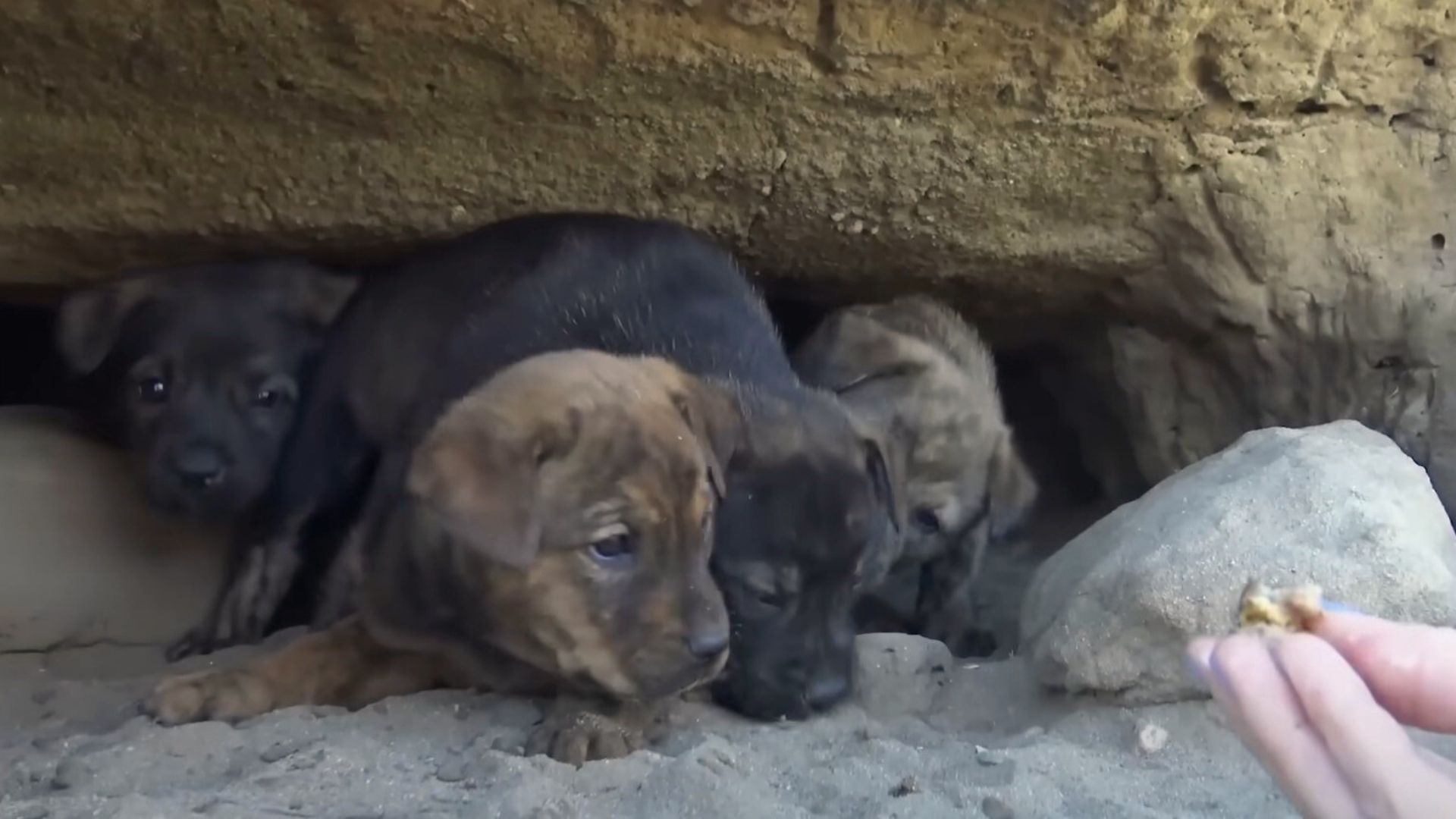 These Puppies Were So Scared Of Their Rescuers Until They Realized They Were Finally Safe