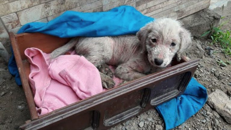 abandoned puppy freezing before rescued