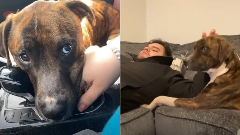 dad and shelter dog sleeping on couch