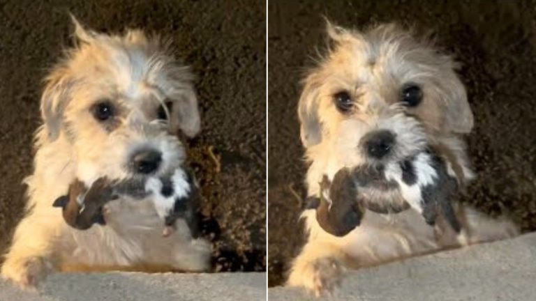 mama dog holding her baby in mouth