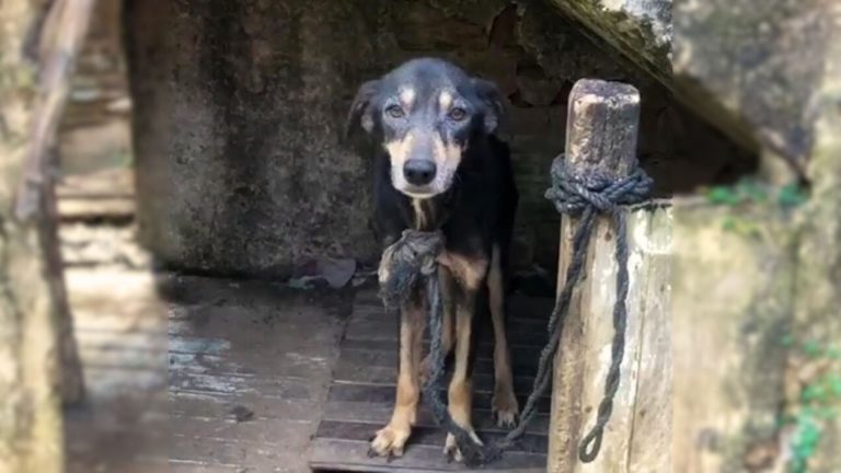 dog tied to a chain